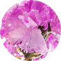 Saffron