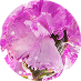 Floral Absolutes